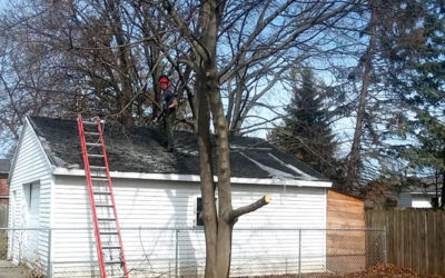 AMAZING Tree Trimming & Removal!