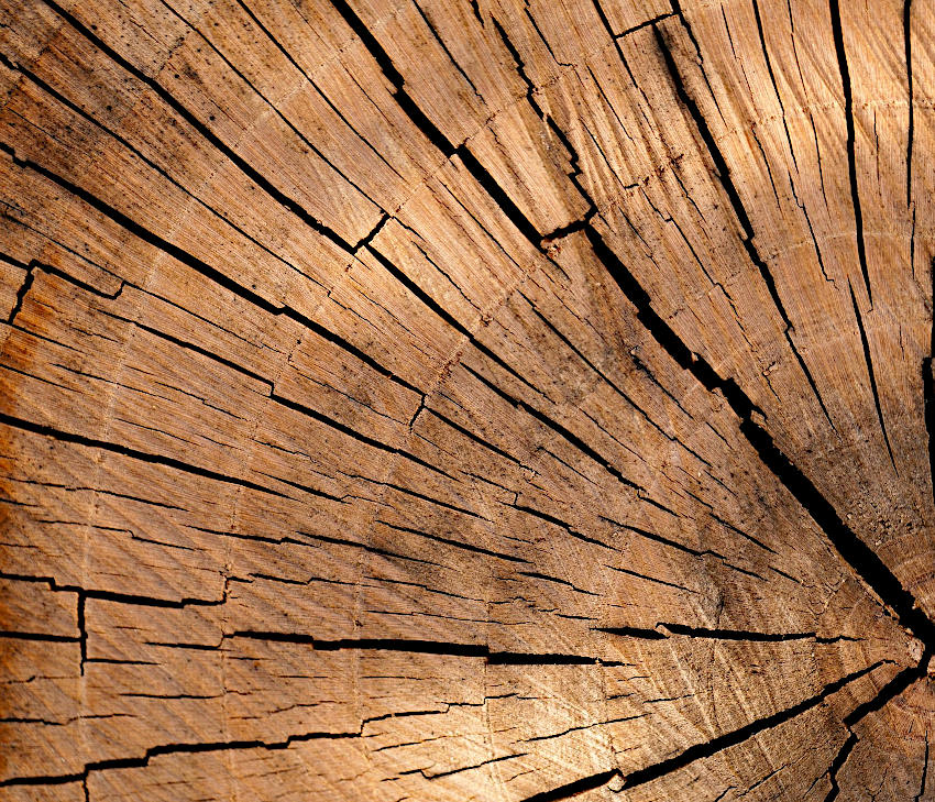 Tree Removal |Tree Trimming | Stump Grinding Midland, MI | Concord Tree ...