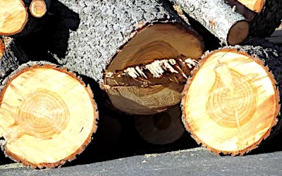 Above & Beyond Tree Removal & Stump Grinding