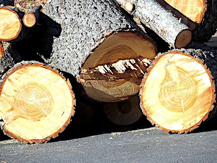 Tree Removal Stump Grinding