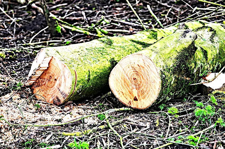 Tree Removal and Trimming